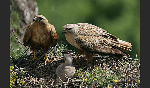 Adlerbussard (Buteo rufinus)