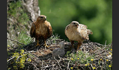 Adlerbussard (Buteo rufinus)