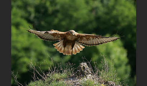 Adlerbussard (Buteo rufinus)