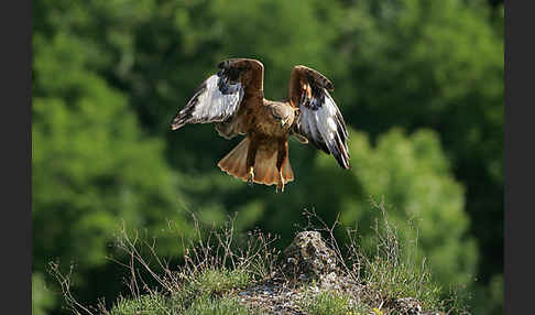 Adlerbussard (Buteo rufinus)