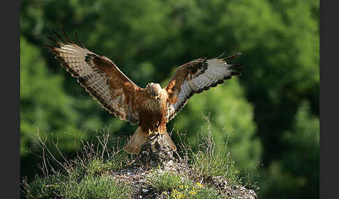 Adlerbussard (Buteo rufinus)