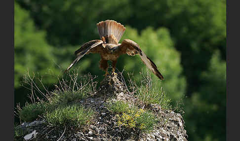 Adlerbussard (Buteo rufinus)