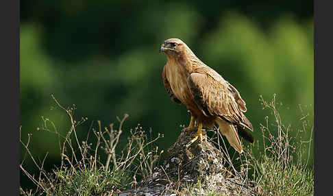 Adlerbussard (Buteo rufinus)