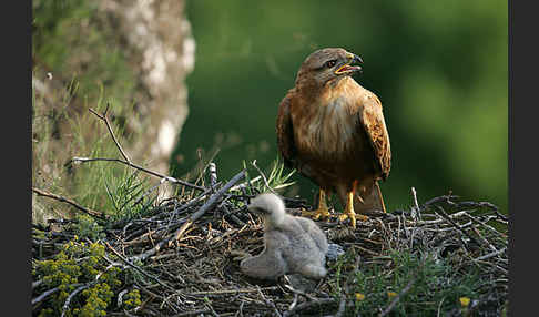 Adlerbussard (Buteo rufinus)