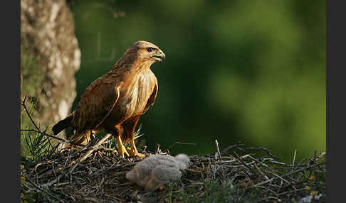 Adlerbussard (Buteo rufinus)