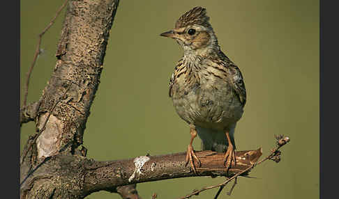 Heidelerche (Lullula arborea)