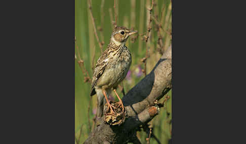 Heidelerche (Lullula arborea)