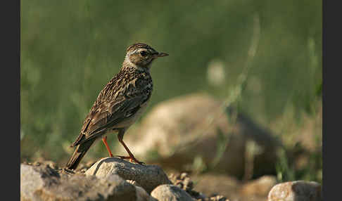 Heidelerche (Lullula arborea)