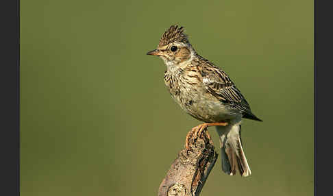 Heidelerche (Lullula arborea)