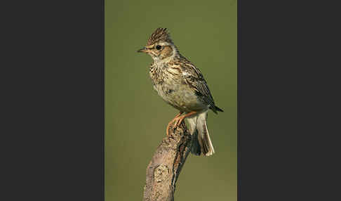 Heidelerche (Lullula arborea)