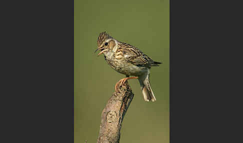 Heidelerche (Lullula arborea)