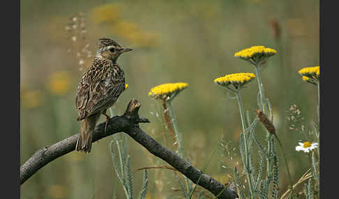 Heidelerche (Lullula arborea)