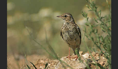 Heidelerche (Lullula arborea)