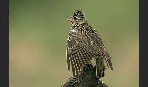 Heidelerche (Lullula arborea)