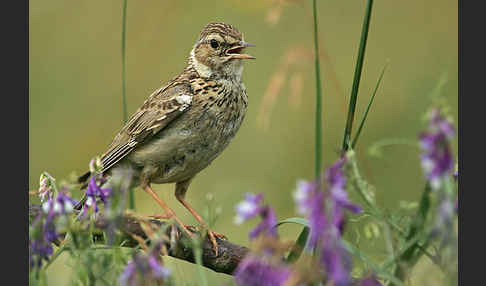 Heidelerche (Lullula arborea)