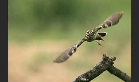 Heidelerche (Lullula arborea)