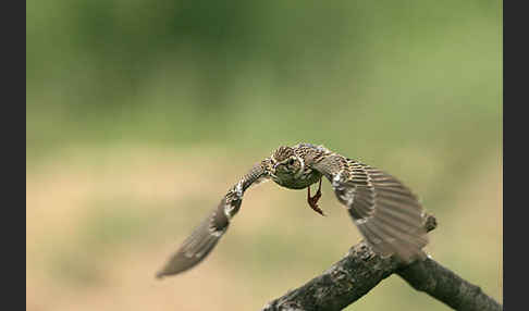 Heidelerche (Lullula arborea)