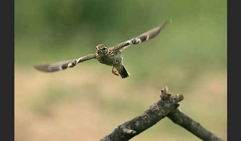 Heidelerche (Lullula arborea)