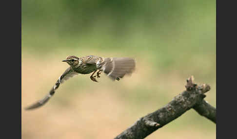 Heidelerche (Lullula arborea)