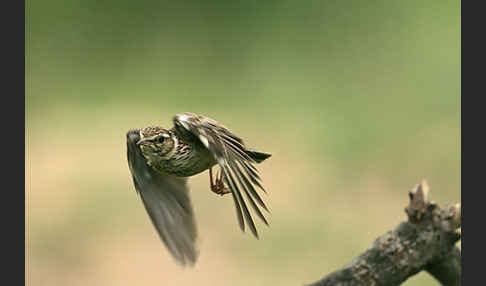 Heidelerche (Lullula arborea)