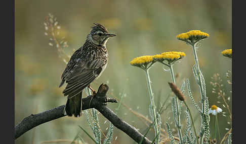 Heidelerche (Lullula arborea)