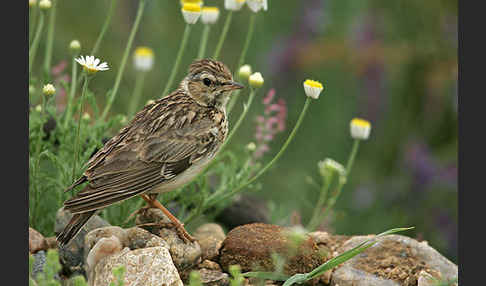 Heidelerche (Lullula arborea)