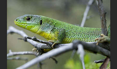 Riesensmaragdeidechse (Lacerta trilineata)