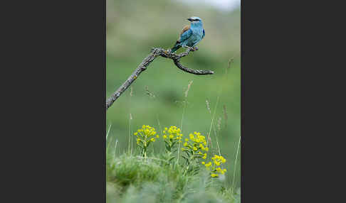 Blauracke (Coracias garrulus)