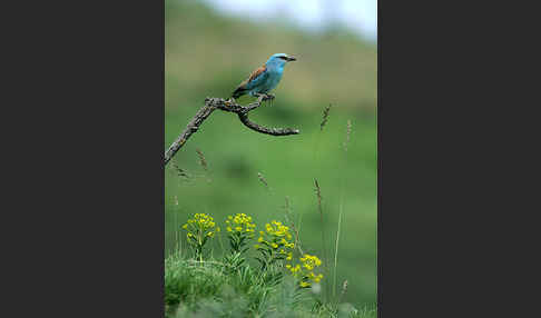 Blauracke (Coracias garrulus)