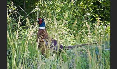 Fasan (Phasianus colchicus)