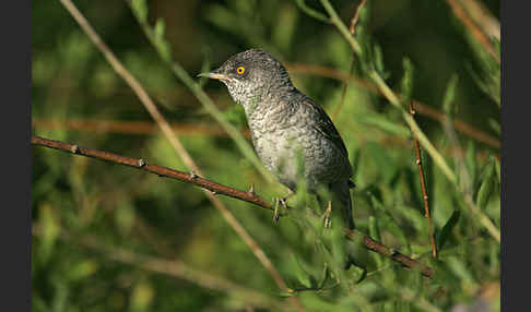 Sperbergrasmücke (Sylvia nisoria)