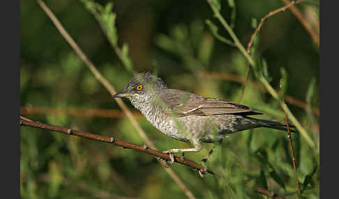 Sperbergrasmücke (Sylvia nisoria)