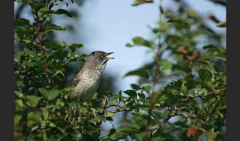 Sperbergrasmücke (Sylvia nisoria)
