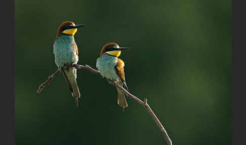 Bienenfresser (Merops apiaster)