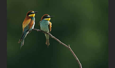 Bienenfresser (Merops apiaster)