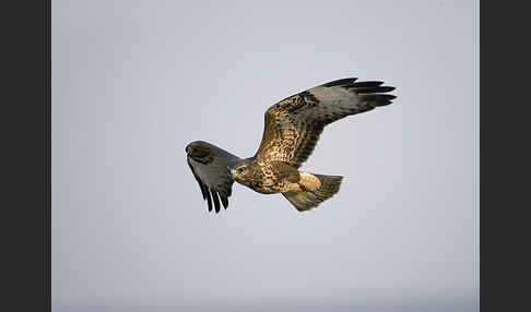 Mäusebussard (Buteo buteo)