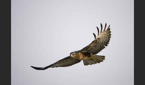 Mäusebussard (Buteo buteo)