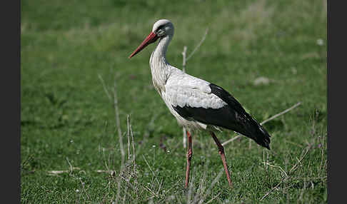 Weißstorch (Ciconia ciconia)