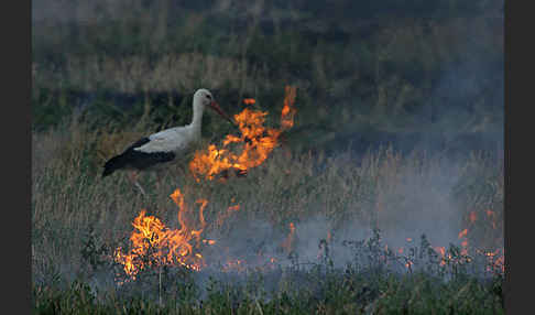 Weißstorch (Ciconia ciconia)