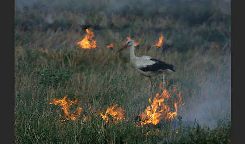 Weißstorch (Ciconia ciconia)