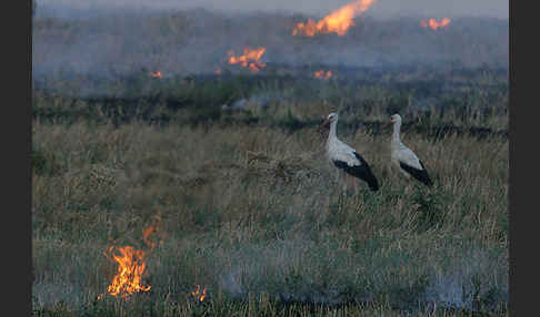 Weißstorch (Ciconia ciconia)