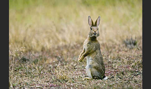 Wildkaninchen (Oryctolagus cuniculus)