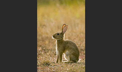 Wildkaninchen (Oryctolagus cuniculus)