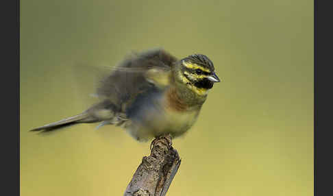 Zaunammer (Emberiza cirlus)