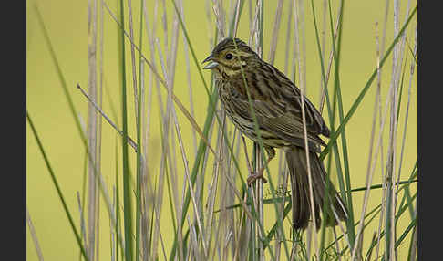 Zaunammer (Emberiza cirlus)