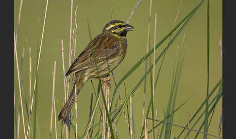 Zaunammer (Emberiza cirlus)