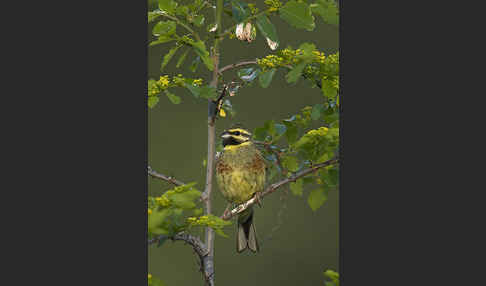 Zaunammer (Emberiza cirlus)