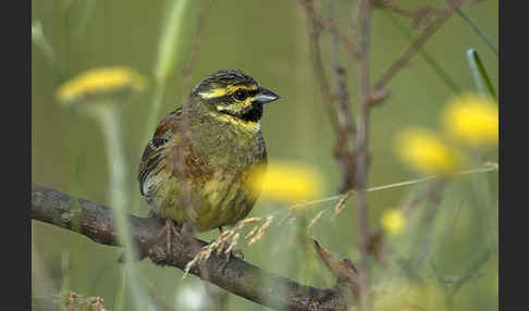 Zaunammer (Emberiza cirlus)