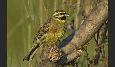 Zaunammer (Emberiza cirlus)