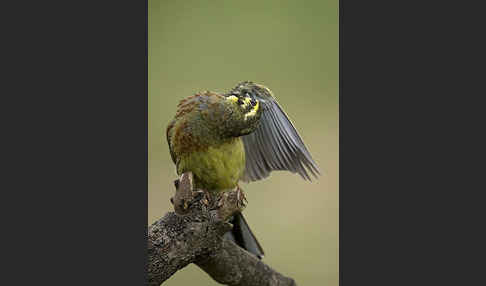 Zaunammer (Emberiza cirlus)